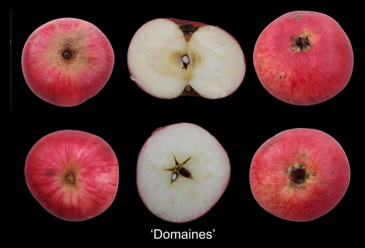 userfiles/produit/5569/photo_var_133_pomme des domaines.jpg